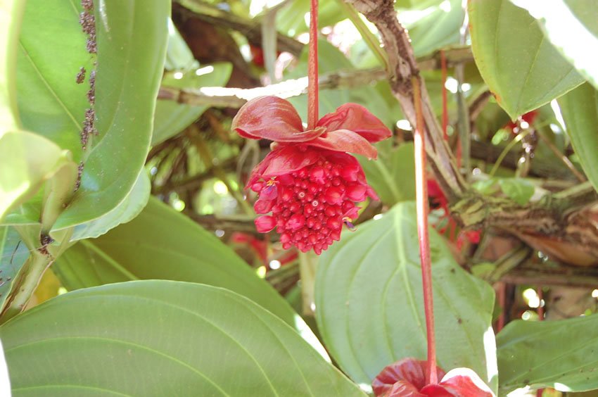 Medinilla Minita