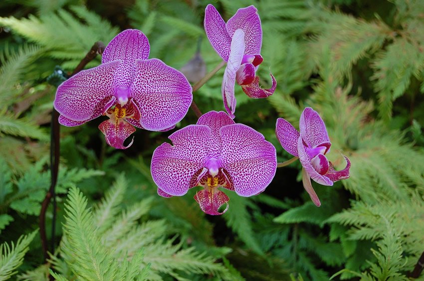 Orchids