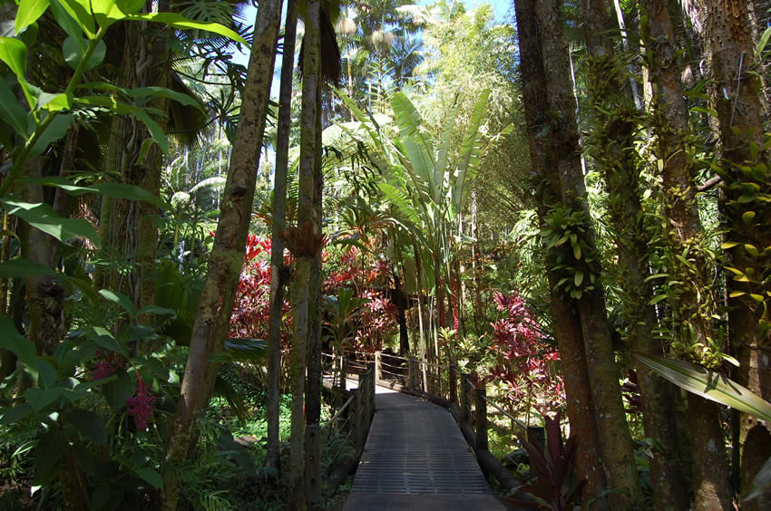 Wooden boardwalk leads through rainforest