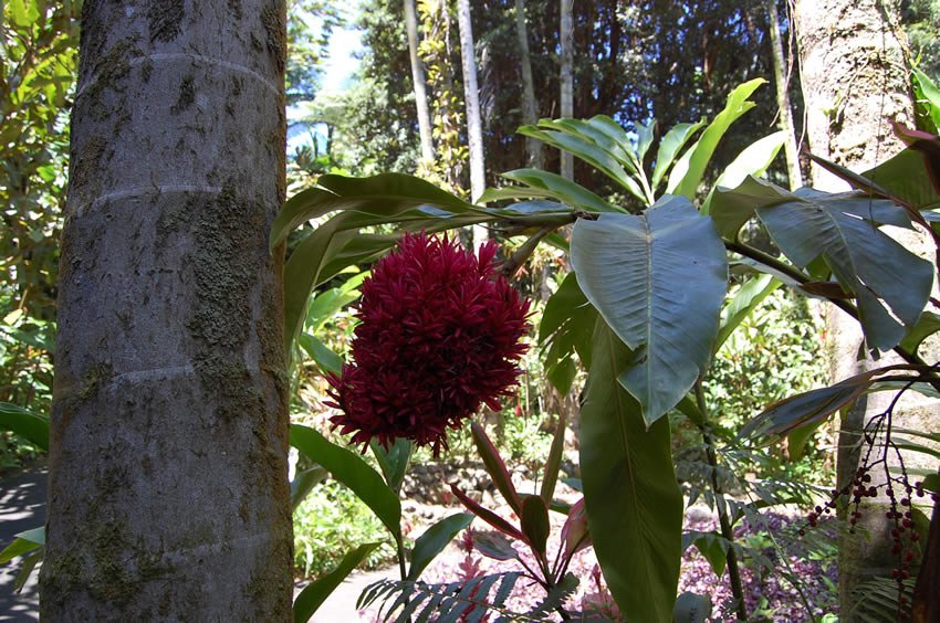 Tahitian Ginger