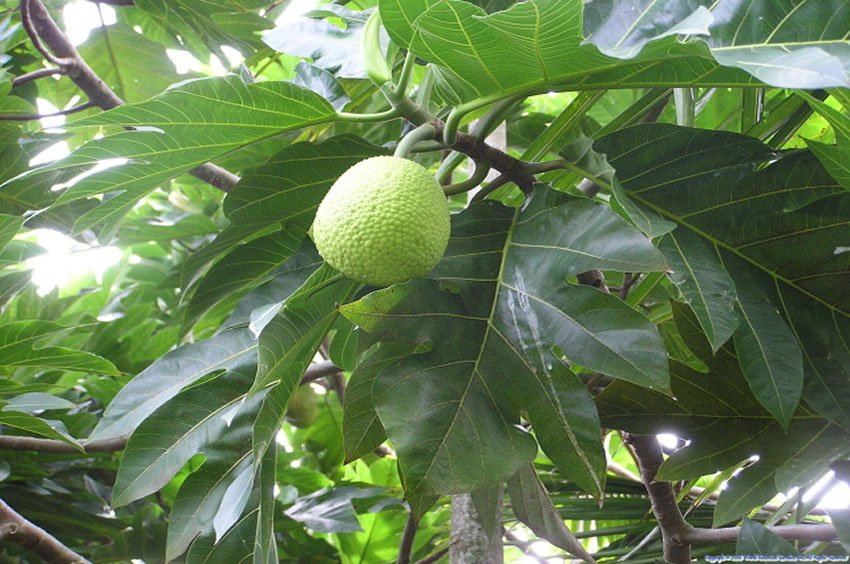 Breadfruit tree foliage and fruit