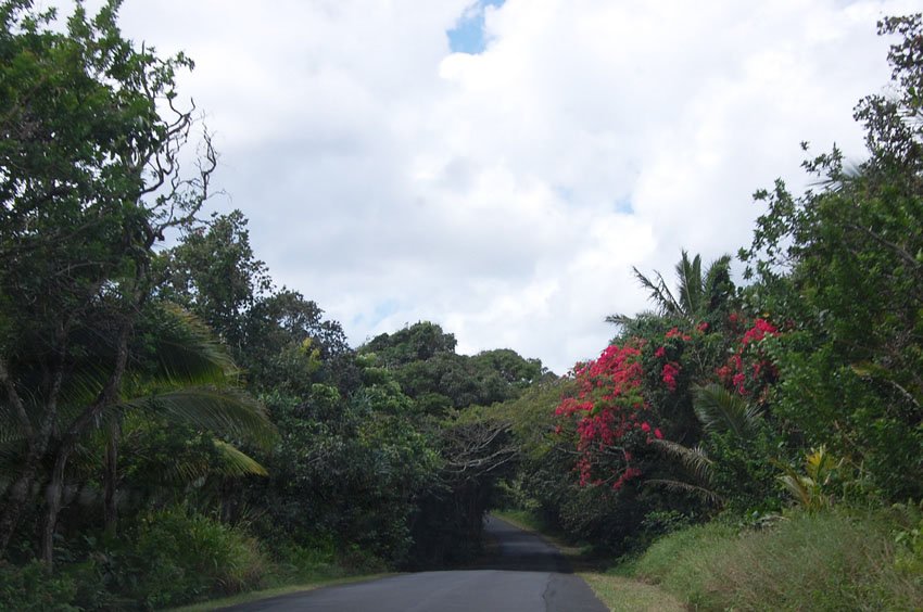 Lush vegetation