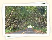 Red Road (Kapoho-Kalapana Road)