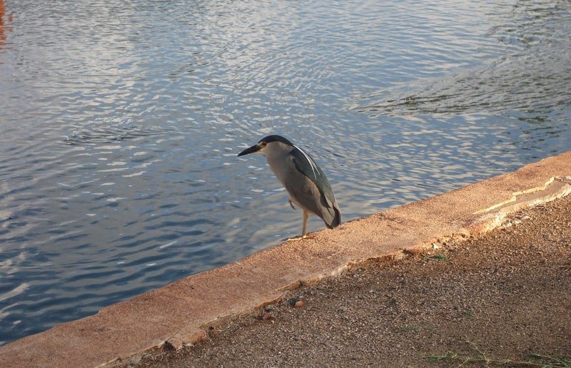 Black-Crowned Night Heron