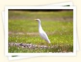 Cattle Egret