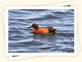 Cinnamon Teal