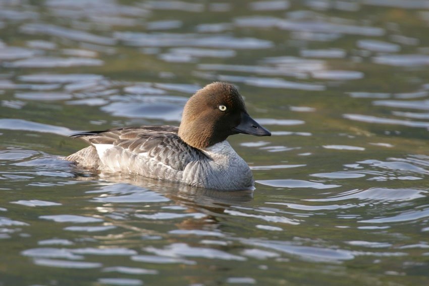 Common Goldeneye