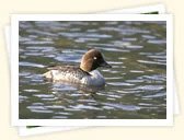 Common Goldeneye