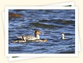 Common Merganser