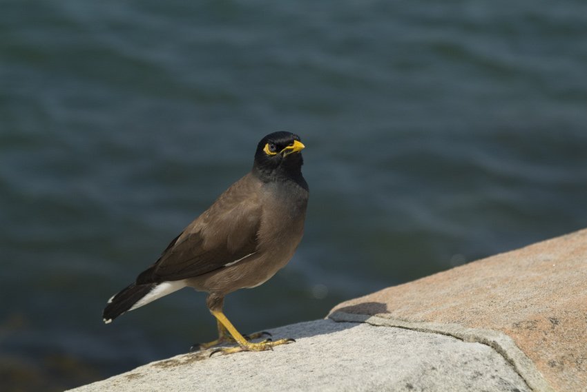 Common Myna