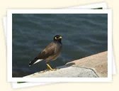 Common Myna