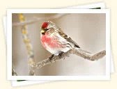 Common Redpoll