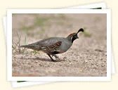 Gambels Quail