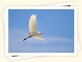 Great Egret