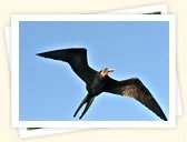 Great Frigatebird