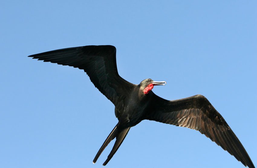 Great Frigatebird