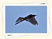 Great-Tailed Grackle