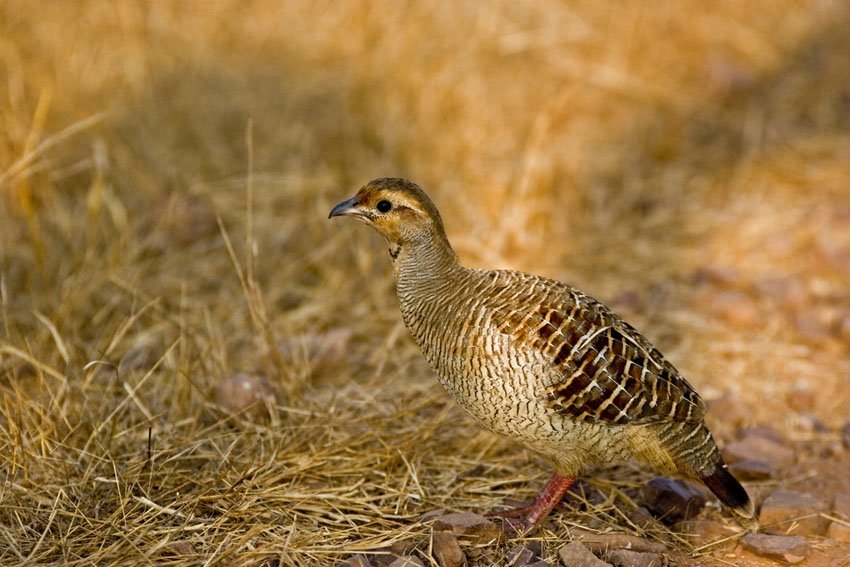 Grey Francolin