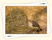 Grey Francolin