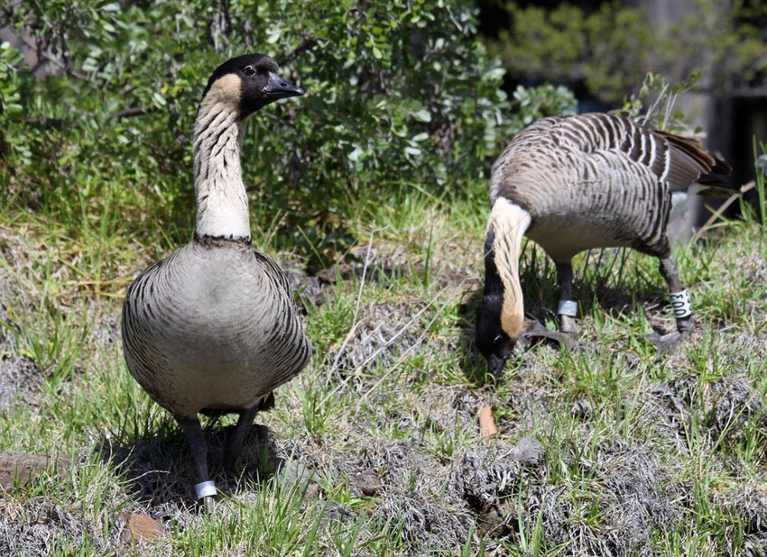 Hawaiian Goose - Nene