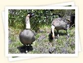 Hawaiian Goose - Nene