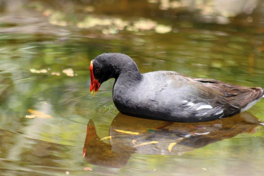 Hawaiian Moorhen