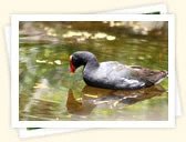 Hawaiian Moorhen