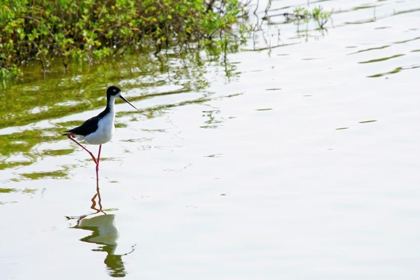 Hawaiian Stilt