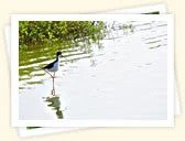 Hawaiian Stilt