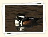 Hooded Merganser