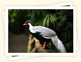 Kalij Pheasant