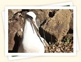 Laysan Albatross