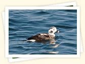 Long-Tailed Duck