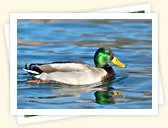 Mallard Duck