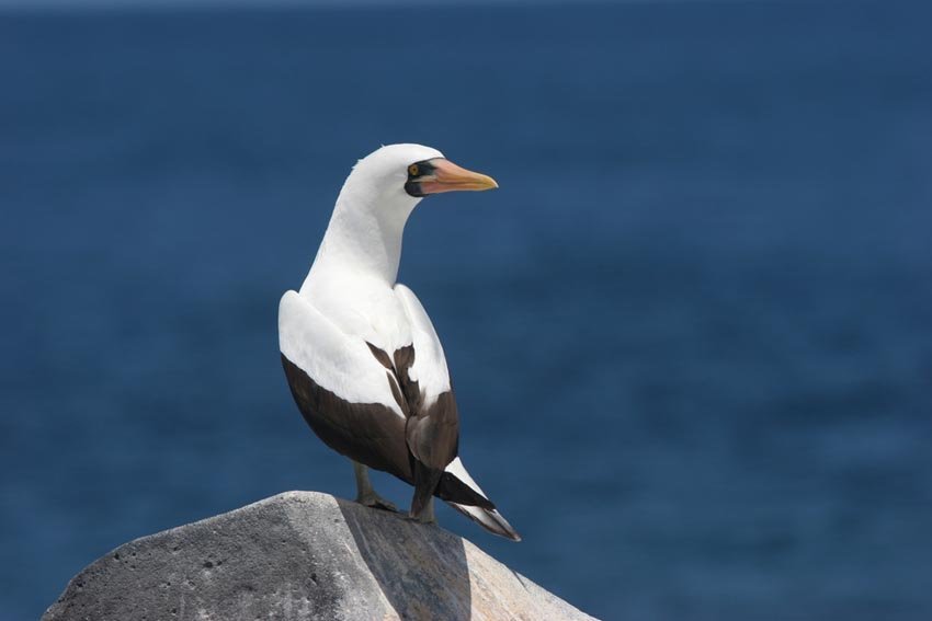 Masked Booby