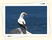 Masked Booby