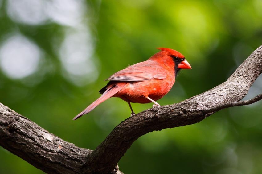 Northern Cardinal