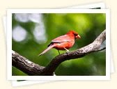 Northern Cardinal