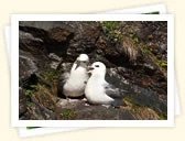 Northern Fulmar