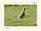 Pacific Golden Plover