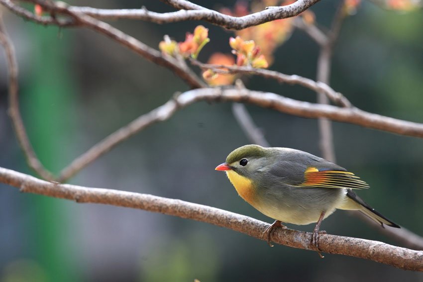 Red-Billed Leiothrix