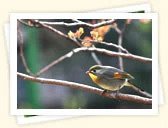 Red-Billed Leiothrix