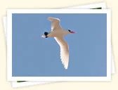 Red-Billed Tropicbird