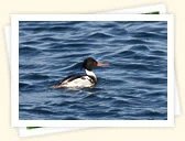 Red-Breasted Merganser