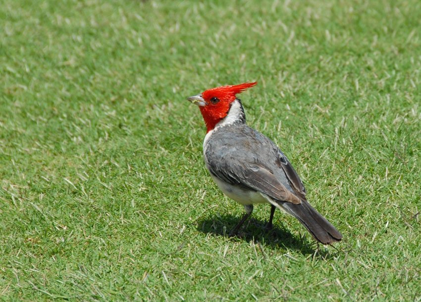 Red-Crested Cardinal