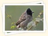 Red-Vented Bulbul