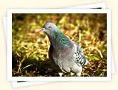 Rock Dove