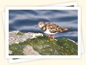 Ruddy Turnstone