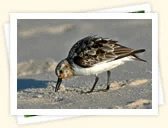 Semipalmated Sandpiper