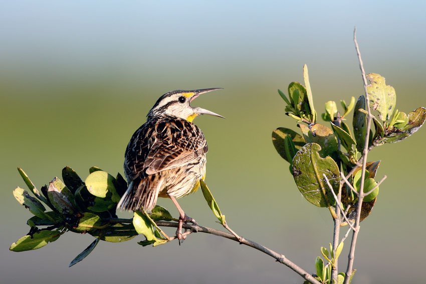 Western Meadowlark